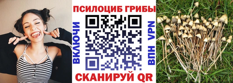 Купить закладки  Киселёвск  Псилоцибиновые грибы GOLDEN TEACHER 
